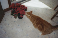 Garfield